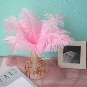 Colorful Ostrich Feather